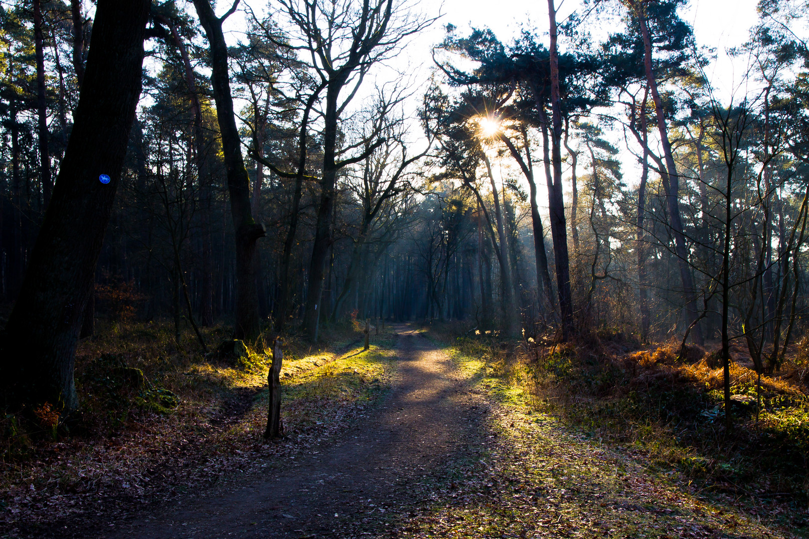 Heute morgen im Wald 6