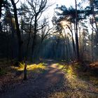 Heute morgen im Wald 6