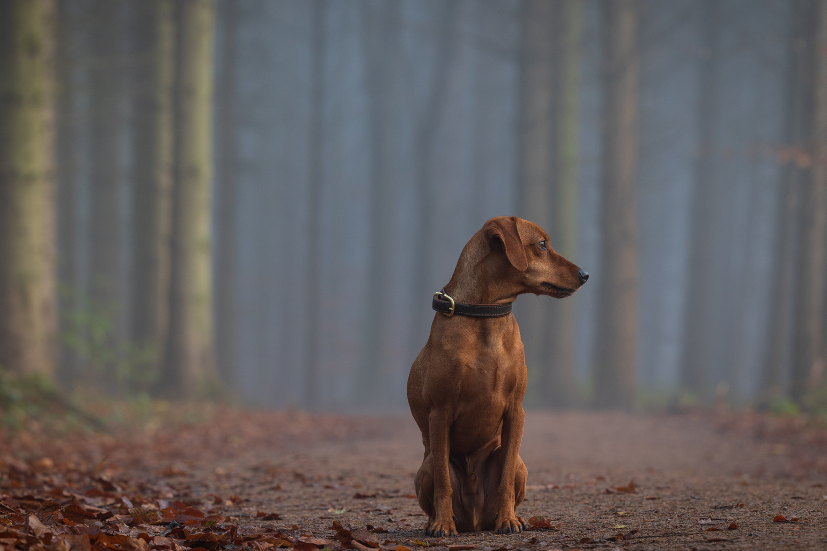 heute morgen im Wald