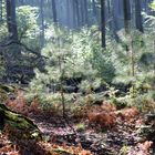 Heute Morgen im Wald .......