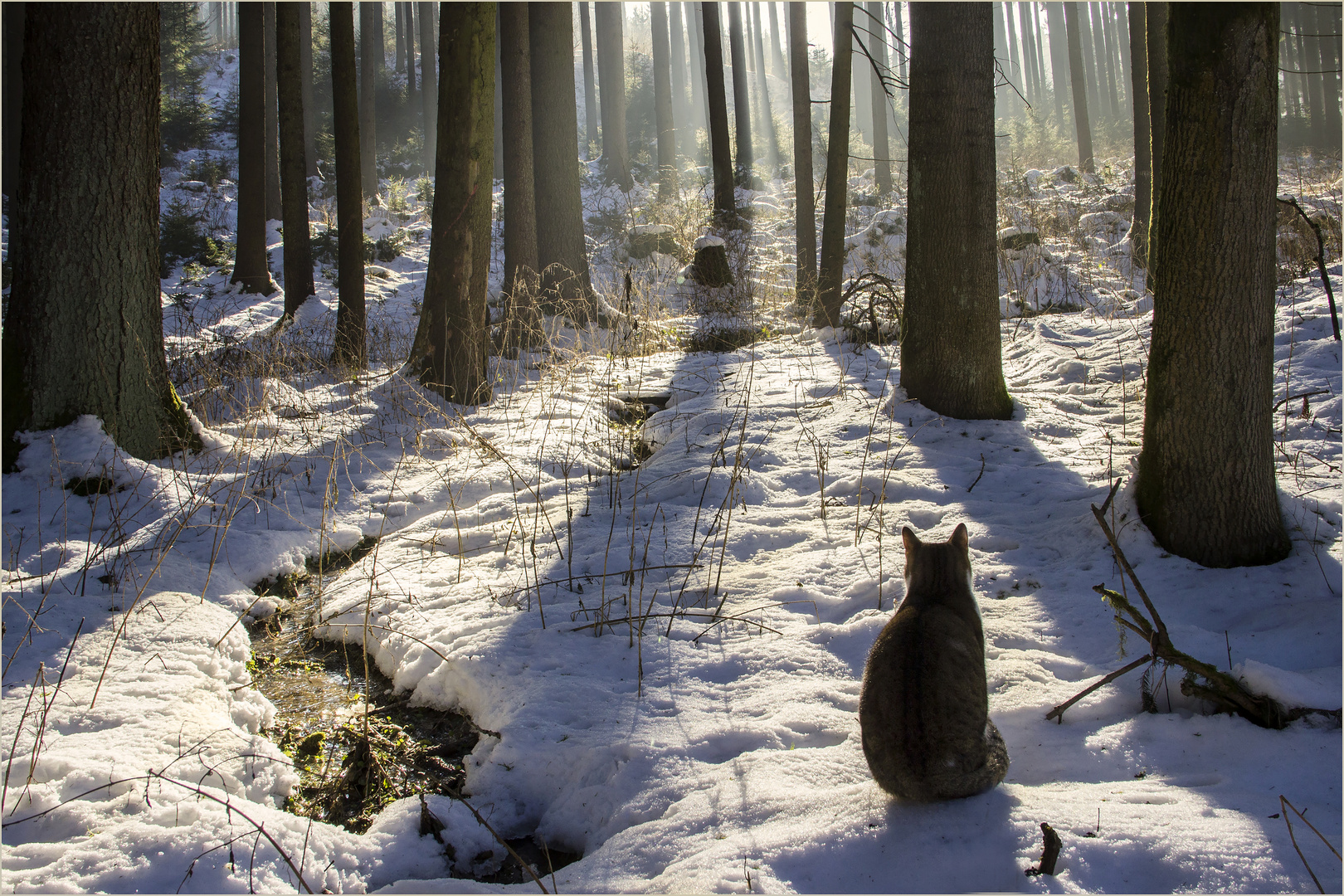 Heute morgen im Wald