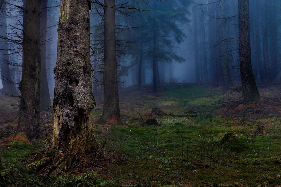 Heute morgen im Wald II