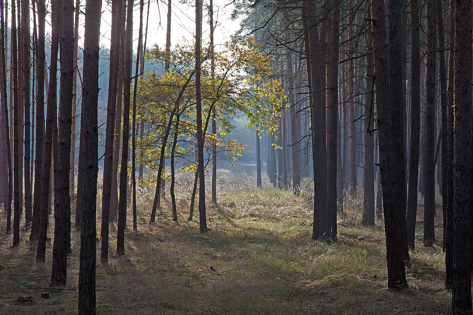 heute Morgen im Wald von Bardewitz