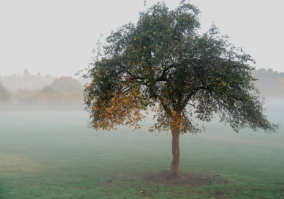 Heute morgen in den Rheinauen