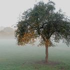 Heute morgen in den Rheinauen