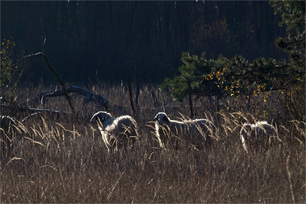 heute morgen in der heide