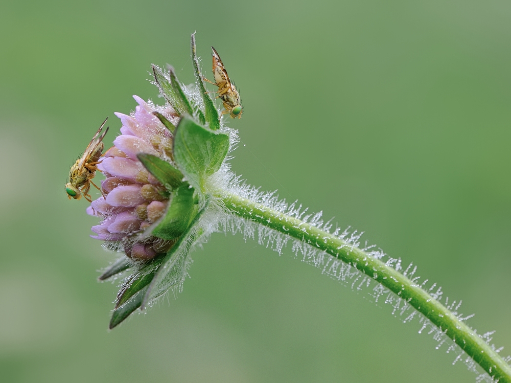 *heute morgen in der Wiese...*