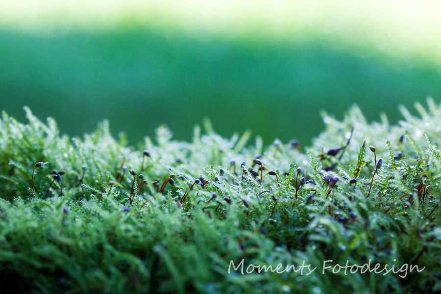 heute Morgen in meinem Garten