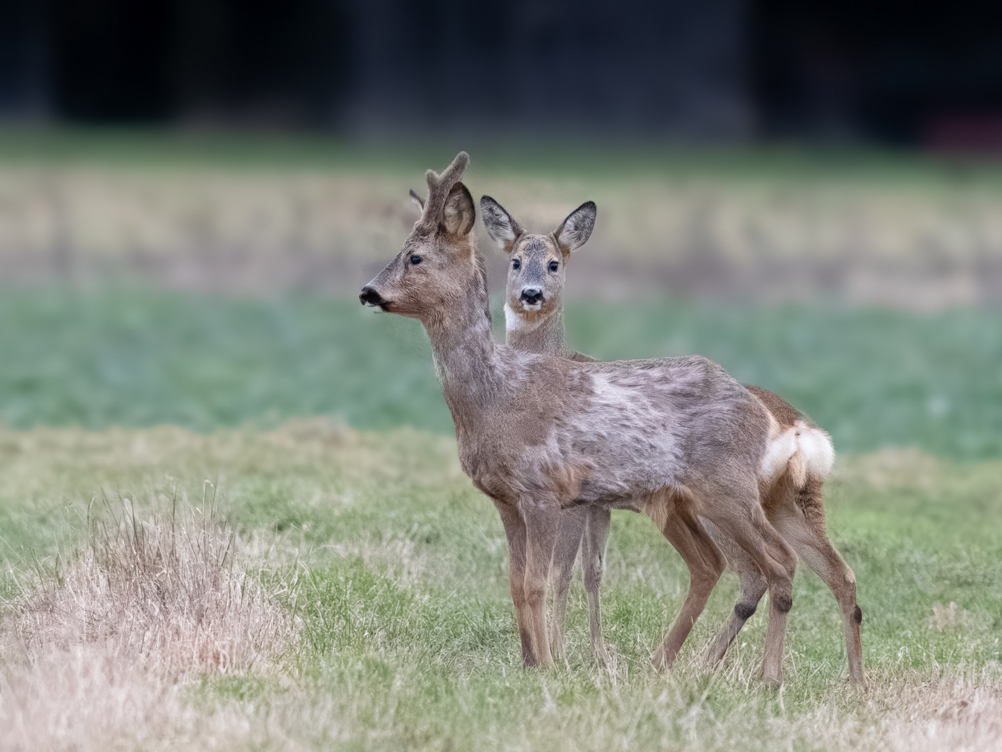 Heute morgen mit den Rehen im Feld