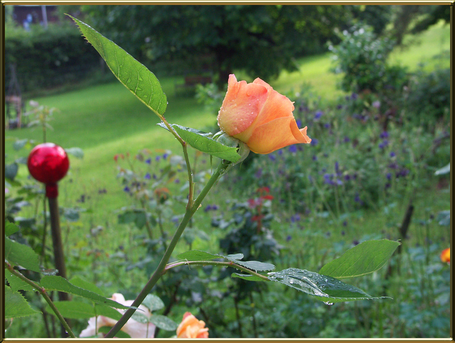 Heute morgen..... nach dem Gewitter..... in unserem kleinen Paradies