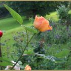 Heute morgen..... nach dem Gewitter..... in unserem kleinen Paradies