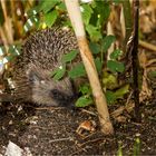 heute morgen sah ich lütt Igel flitzen  .....