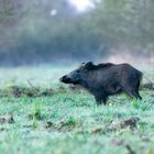 Heute Morgen Schwein gehabt