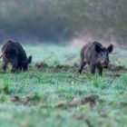 Heute Morgen Schwein gehabt 