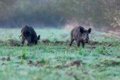 Heute Morgen Schwein gehabt 