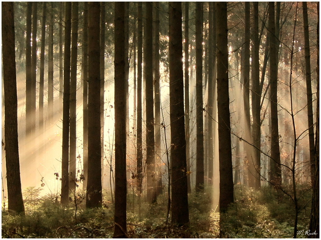 Heute Morgen steht die Sonne schon im Wald ,