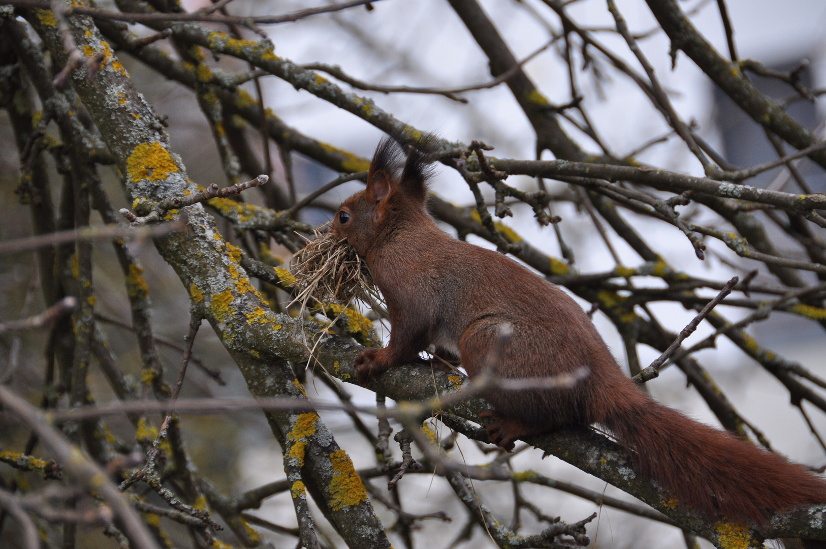 Heute Morgen…Eichhörnchen mit Heu auf den Weg nach oben…