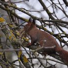 Heute Morgen…Eichhörnchen mit Heu auf den Weg nach oben…