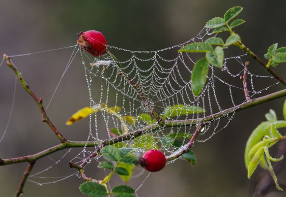 Heute morgens für Tau