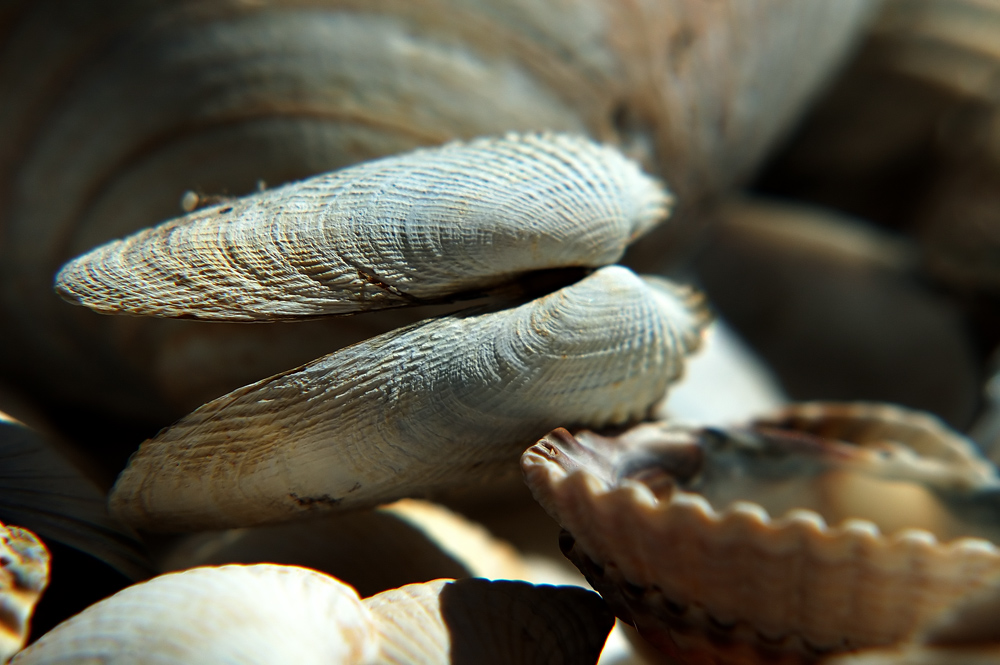 Heute: Muscheln