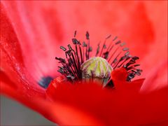 heute musste es Mohn sein.......