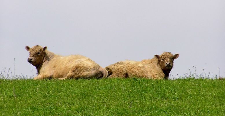 Heute muuhh ich nicht mehr mit dir ! !