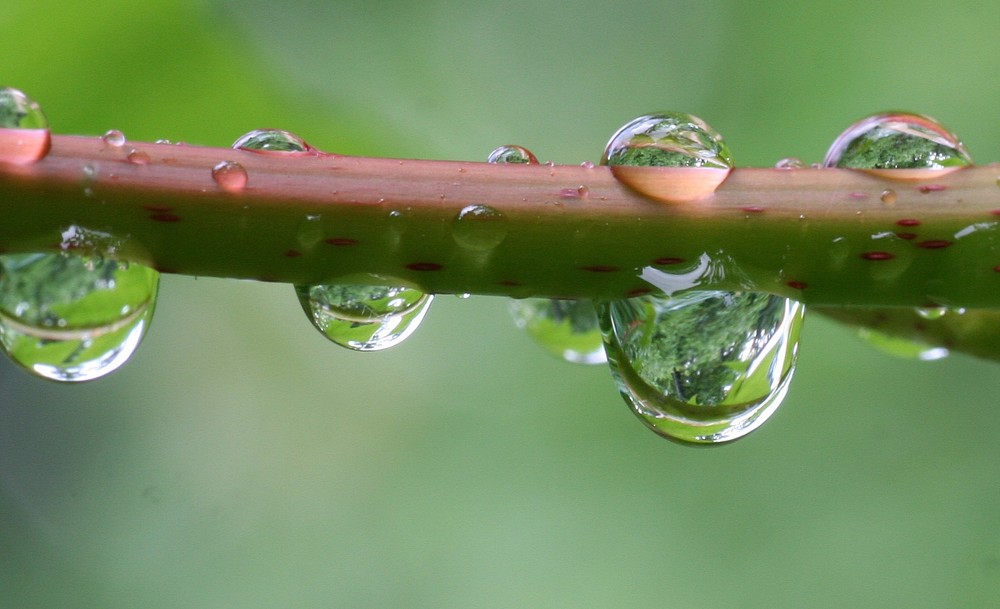 heute nach dem Gewitter...