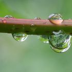 heute nach dem Gewitter...