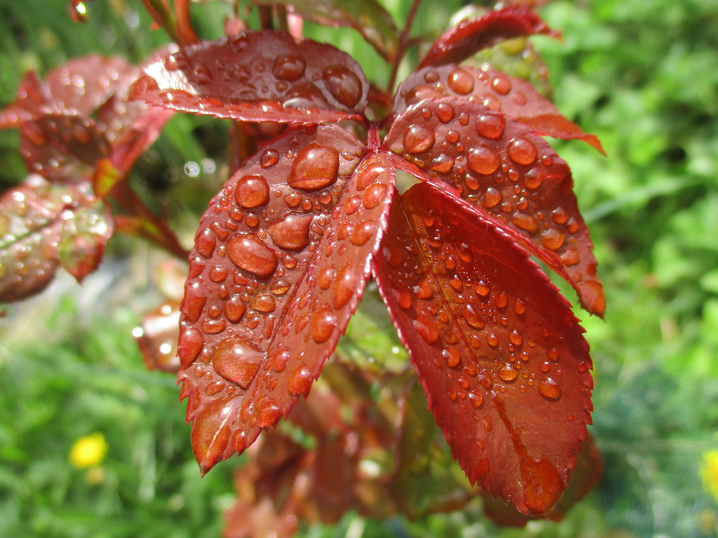  Heute nach dem Regen 