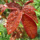  Heute nach dem Regen 