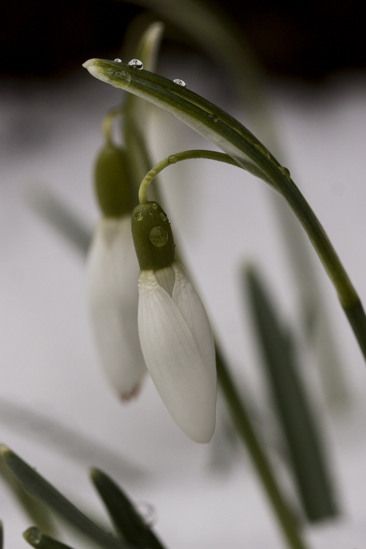 Heute nach dem Schnee