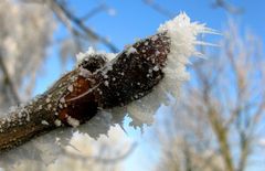 Heute nach Nebel und Frost...blauer Himmel = Fotowetter! Kastanienknospen.