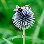 Heute nachmittag bei uns im Garten ...