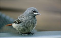 heute Nachmittag . . . Besuch auf der Terrasse . . .