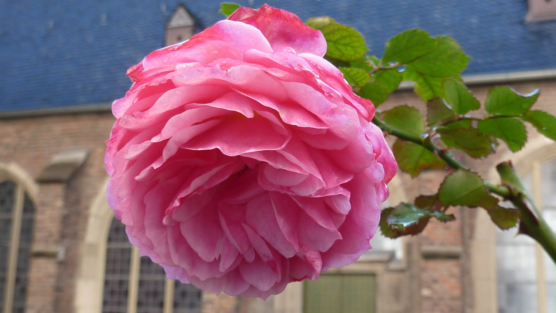 heute Nachmittag festgehalten - Rose blühte - 16.02.2014