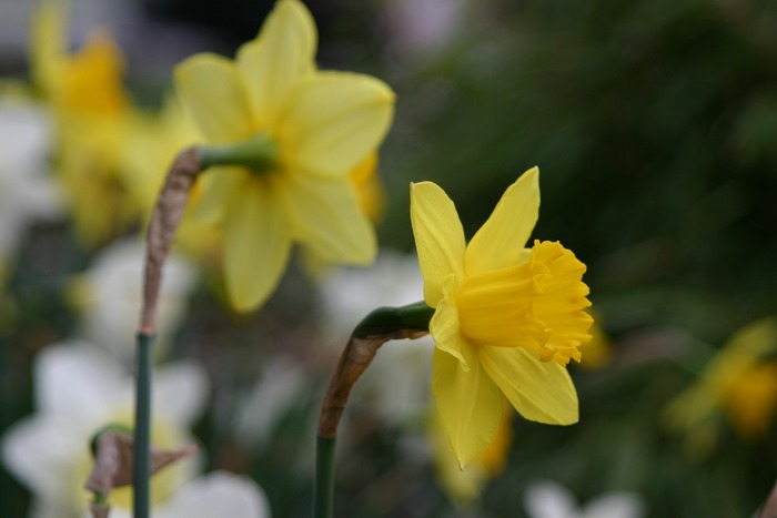 Heute nachmittag im Garten (3)