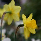 Heute nachmittag im Garten (3)