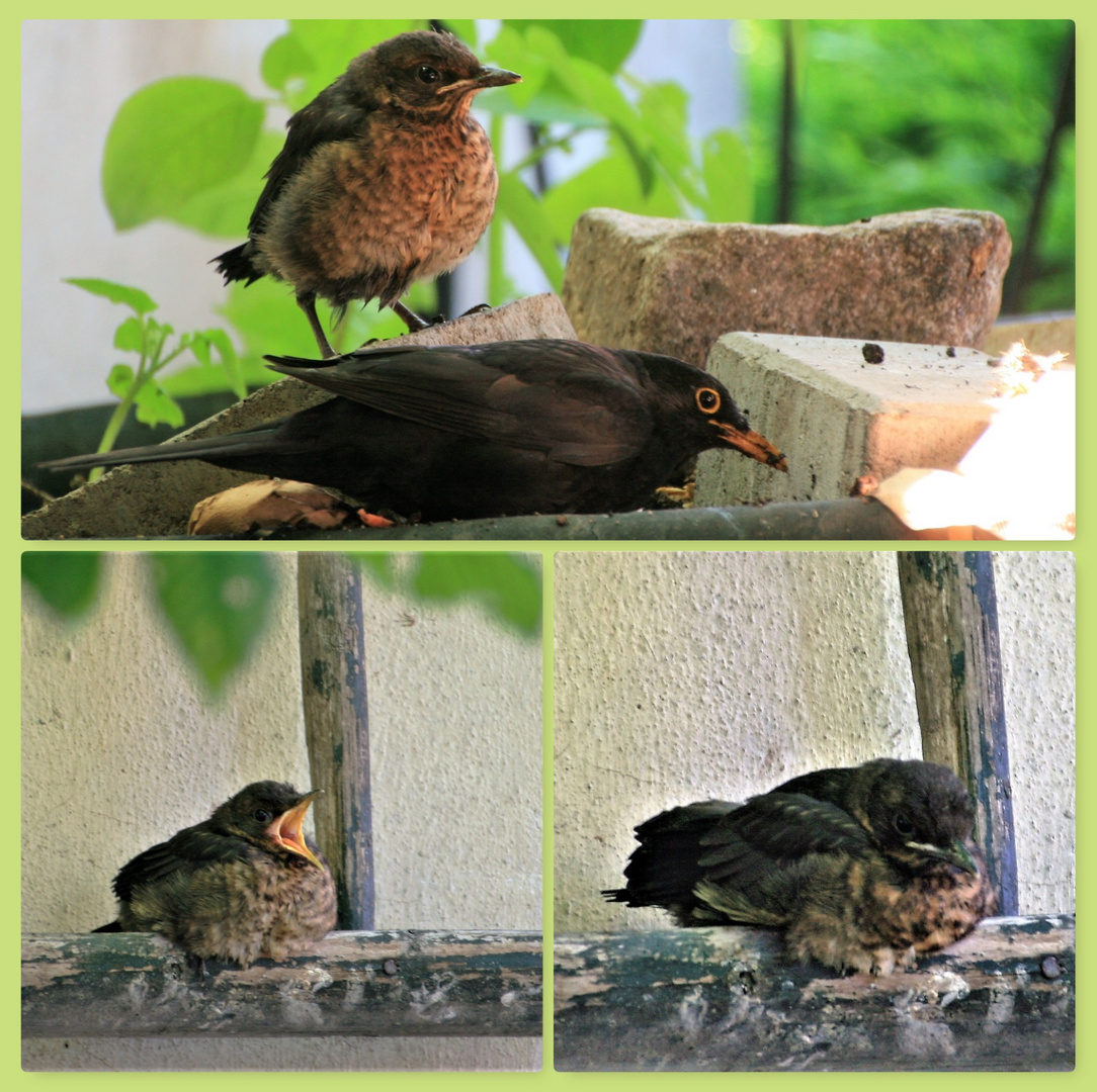 Heute Nachmittag im Garten