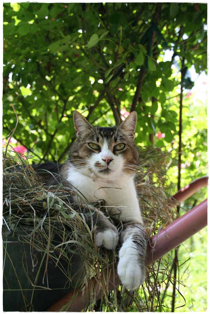 heute Nachmittag im Garten