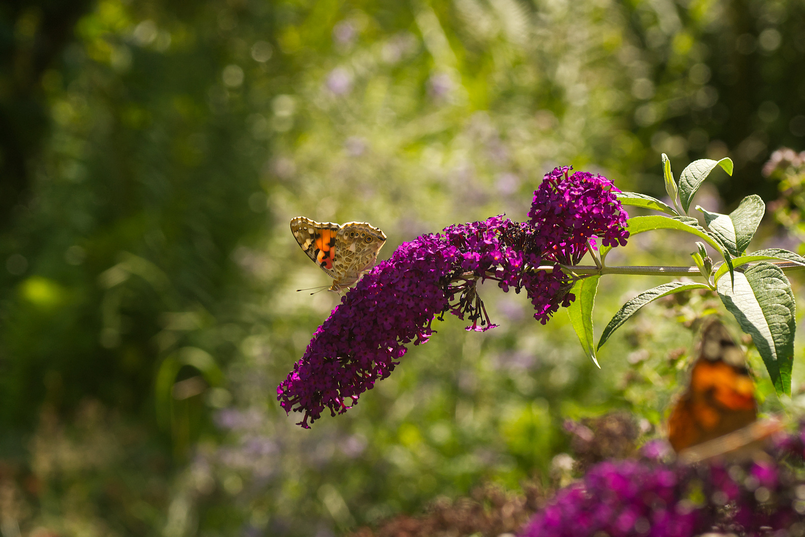 Heute Nachmittag im Garten