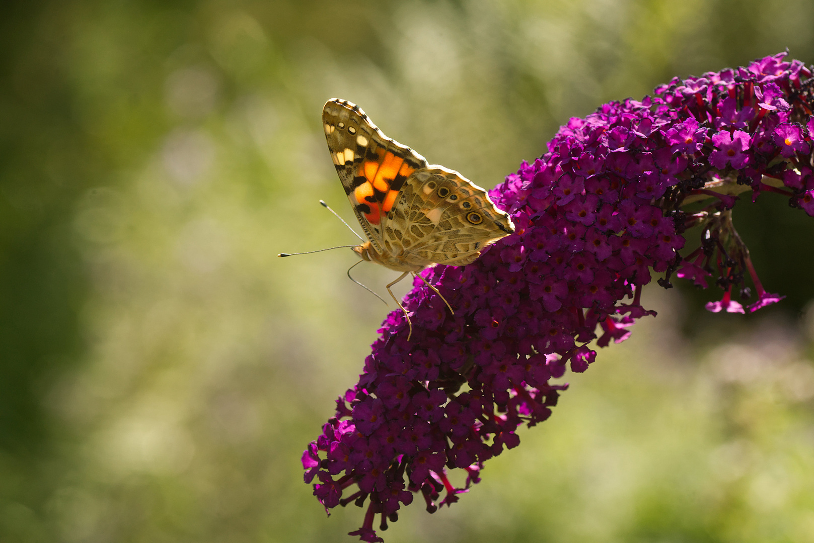 Heute Nachmittag im Garten