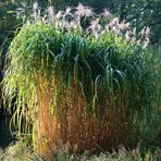 Heute Nachmittag im Schweizer Garten