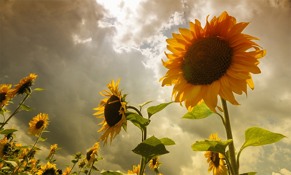 ... heute Nachmittag im Sonnenblumenfeld.