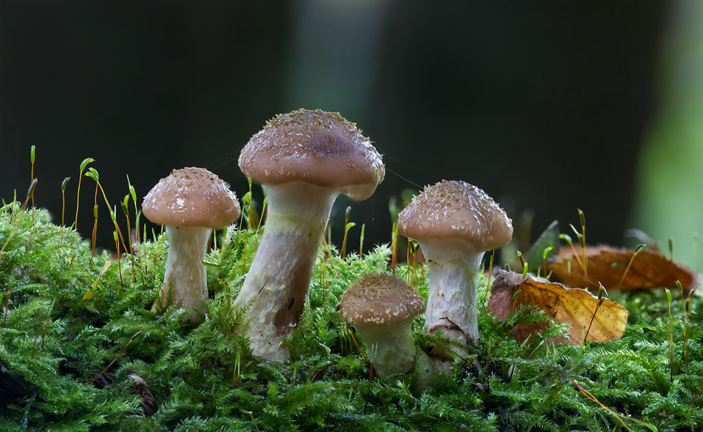 Heute Nachmittag im Wald II