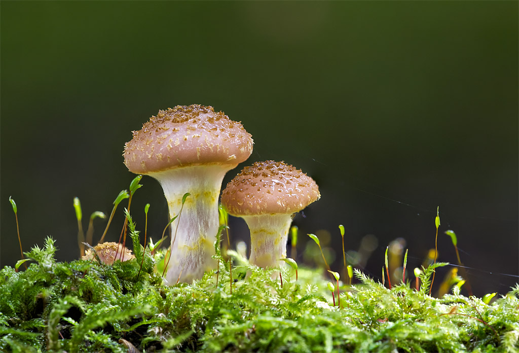 Heute Nachmittag im Wald IV