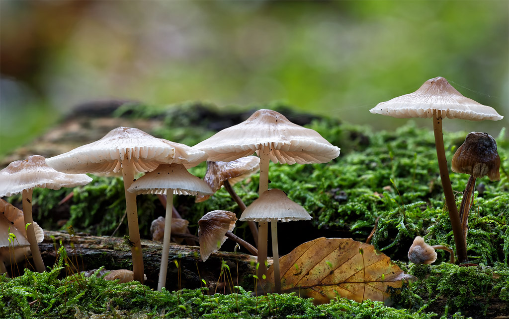 Heute Nachmittag im Wald V