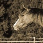 ... heute nachmittag in der Sonne (jetzt in "sepia")