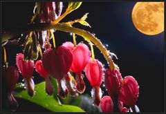 heute nacht bei vollmond ;-)