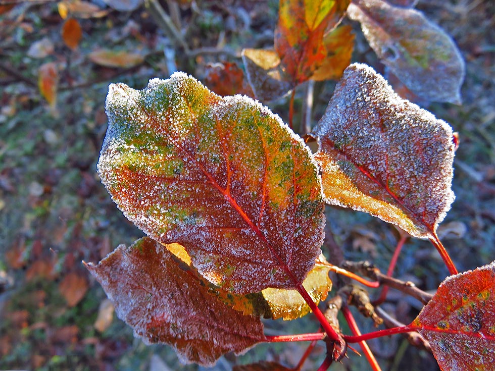 Heute Nacht hatte ich Frost...