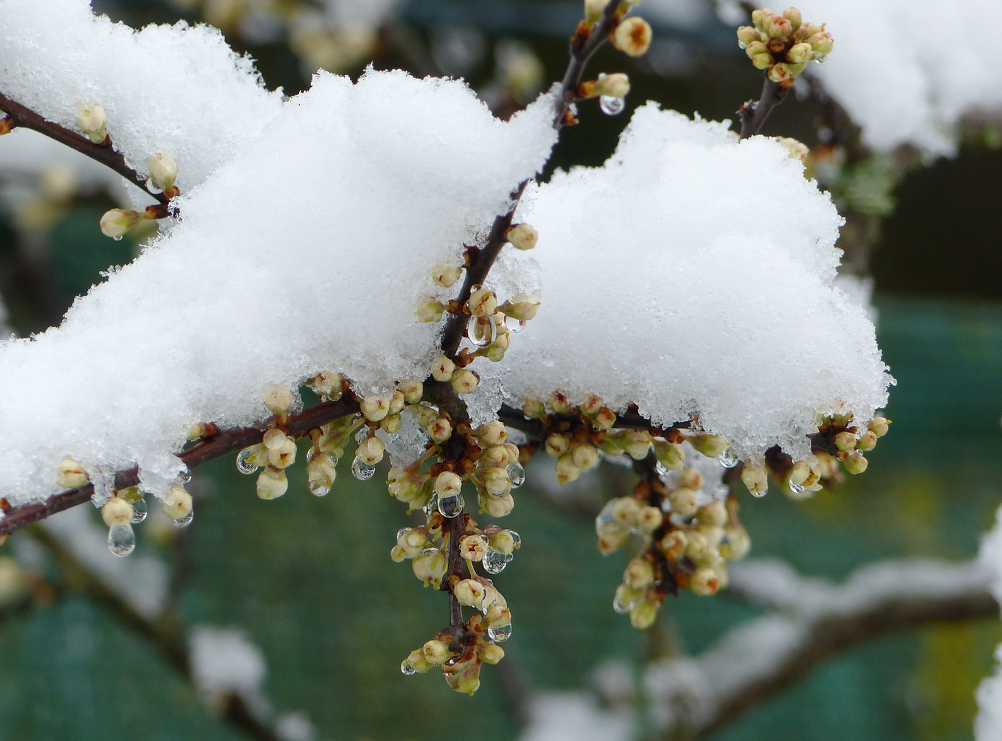 Heute Nacht viel  der Schnee